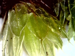 Ptychostomum capillare