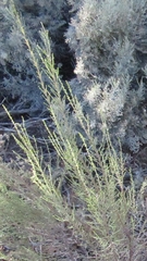 Dicerothamnus