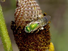Agapostemon melliventris