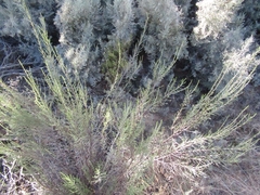 Dicerothamnus