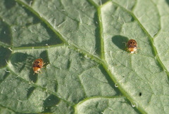 Clitostethus arcuatus