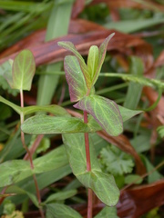 Hypericum sampsonii