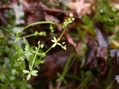 Galium bungei