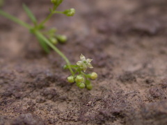 Galium bungei