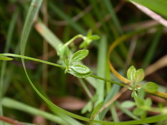 Galium bungei