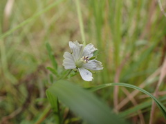 Monsonia natalensis