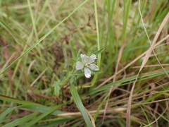 Monsonia natalensis