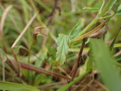 Monsonia natalensis