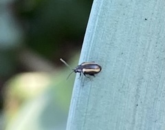 Phyllotreta undulata