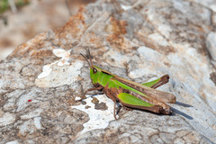 Aiolopus thalassinus