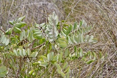 Sophora tomentosa