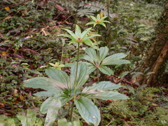 Paris polyphylla chinensis