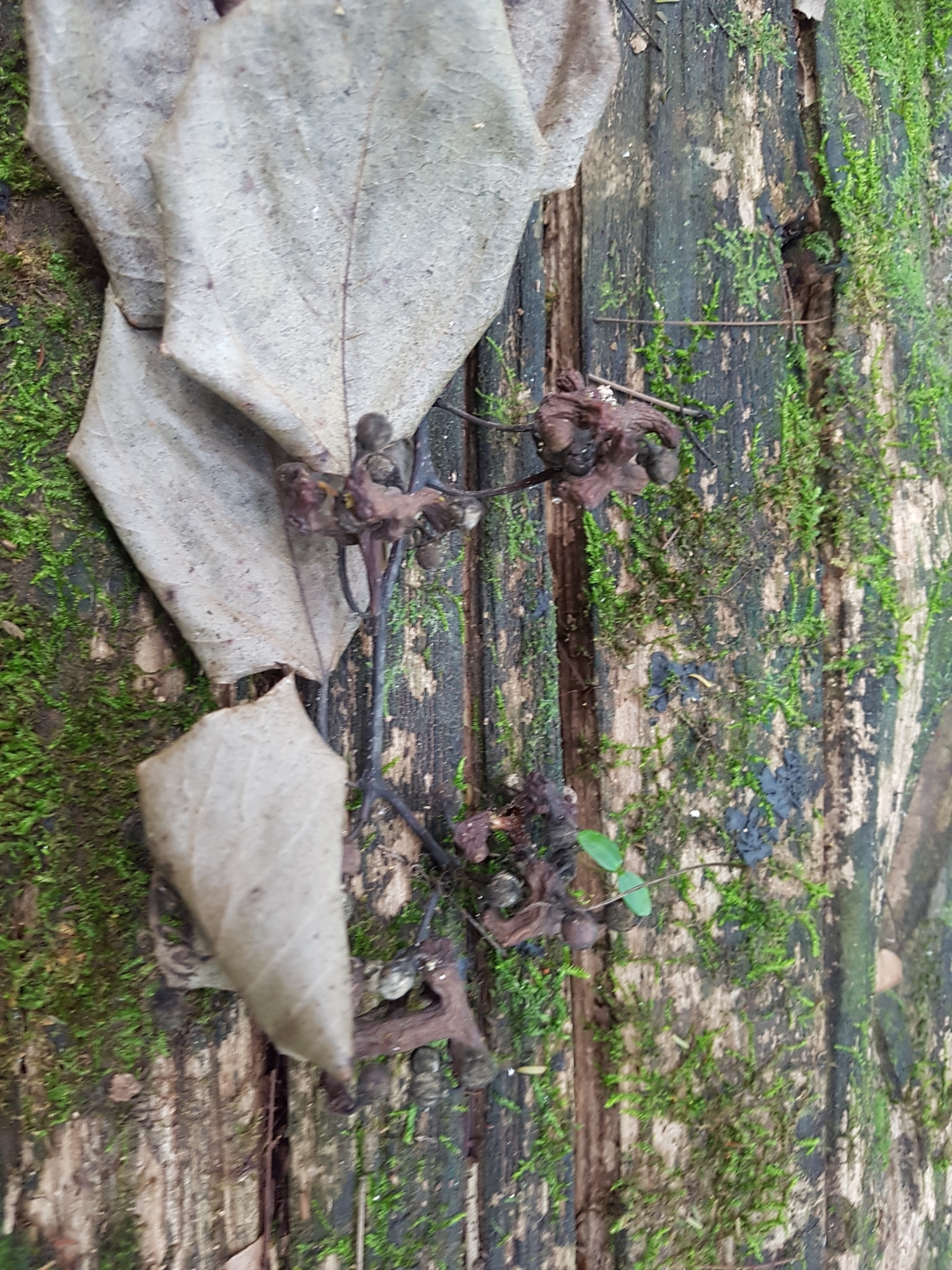 Hovenia dulcis