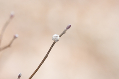 Dasineura serrulatae