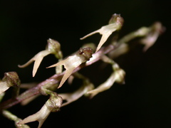 Neottia suzukii