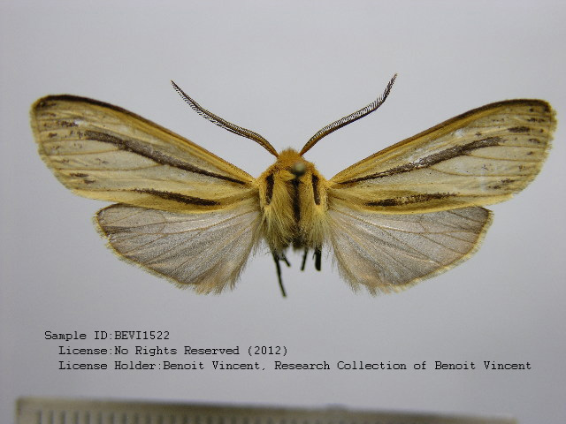 Leucanopsis orooca
