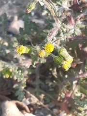 Senecio vulgaris