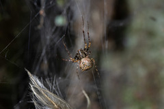 Australomimetus sennio