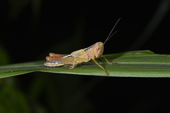 Hieroglyphus tonkinensis