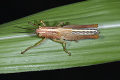 Hieroglyphus tonkinensis