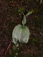 Platanthera stenoglossa
