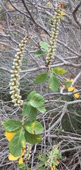 Aesculus parryi