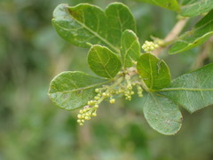 Searsia lucida lucida