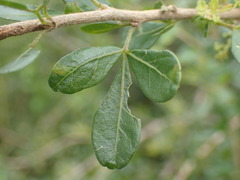 Searsia lucida lucida