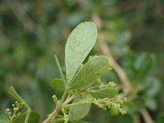 Searsia lucida lucida