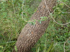 Searsia lucida lucida