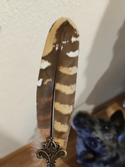 Syrmaticus reevesii