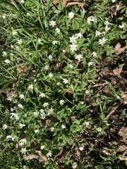 Anemonoides nemorosa