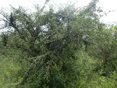 Ehretia rigida nervifolia