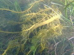 Cystophora moniliformis