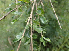 Ehretia rigida nervifolia