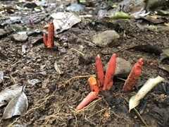 Trichoderma cornu-damae