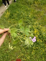 Geranium molle