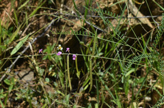 Tephrosia juncea