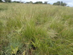 Aristida junciformis