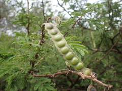 Acacia benthamii (Acacia benthamii)