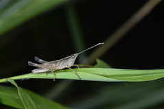 Phlaeoba antennata