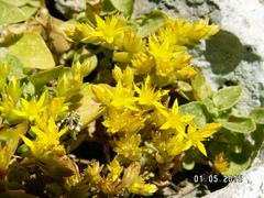 Sedum praesidis