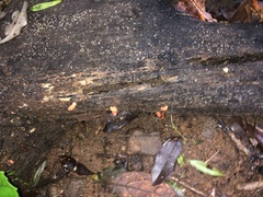 Trichoderma cornu-damae