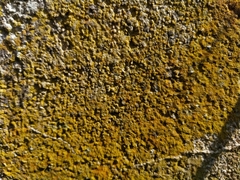 Flavoplaca citrina