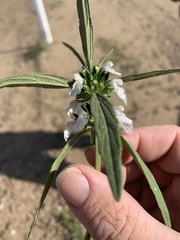 Leucas lavandulifolia