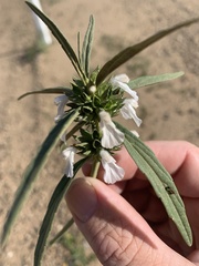 Leucas lavandulifolia