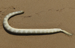 Hydrophis curtus