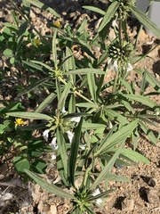 Leucas lavandulifolia