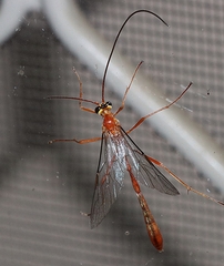 Dicamptus fuscicornis