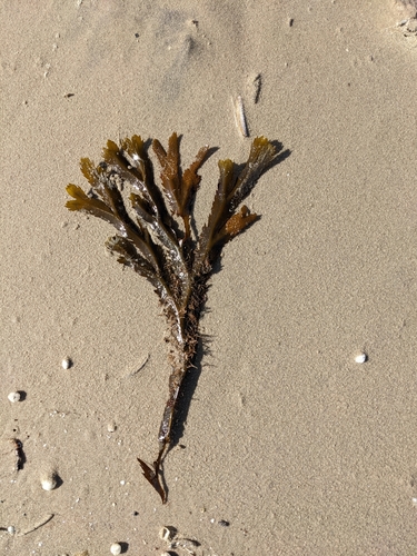 Fucus serratus observed 2022-03-26